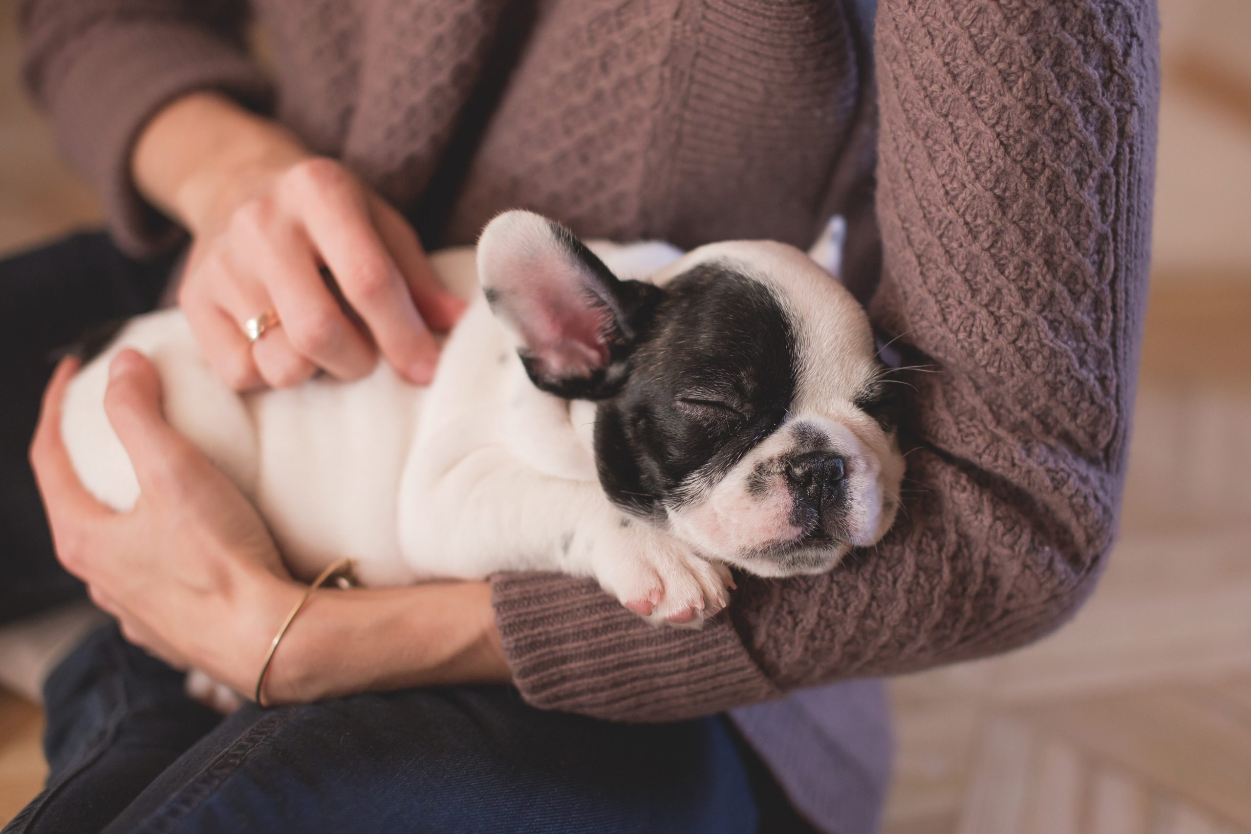 dainty dog grooming salon